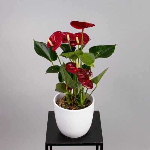 Антуриум андрианум Эсудо (D-12, H-40)