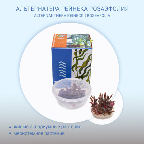 Альтернантера Розефолия, аквариумное растение (Alternaпthera reineckii Rosaefolia). Живое растение для аквариума in-vitro