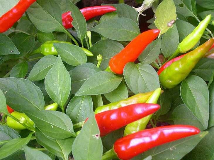 Перец острый Огонёк семена !