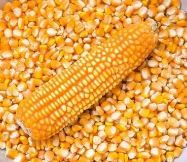 Кукуруза кормовая целая для кур, свиней, лошадей, коров и других животных 15 кг