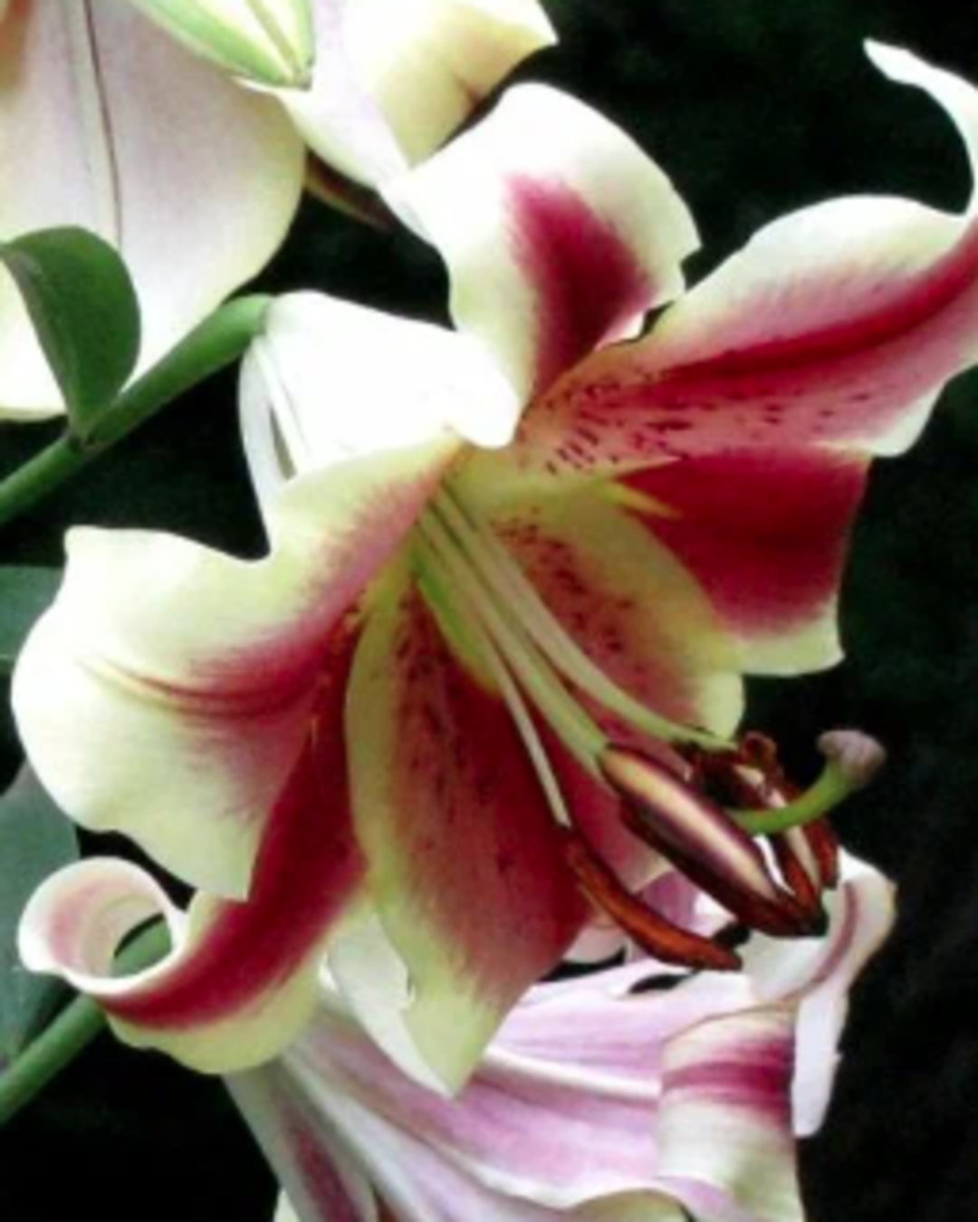 Лилия-дерево Холланд Бьюти (2лук) / лилии луковицы многолетние крупные