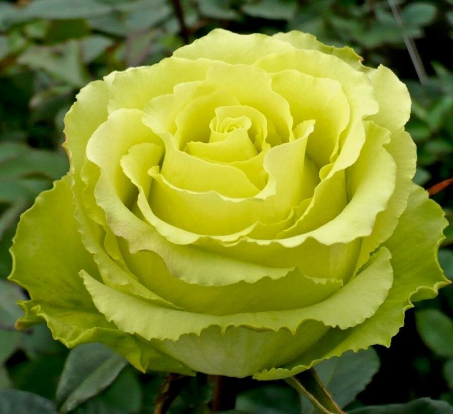 Роза Чайно-гибридная Limbo, Саженцы, С2 (2 литра), ЗКС - Кустарники лиственные
