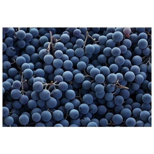 Постер Виноград №25 45см. x 30см.