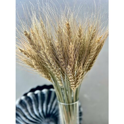 Сухоцвет Пшеница , (50шт) большой пучок , натуральная