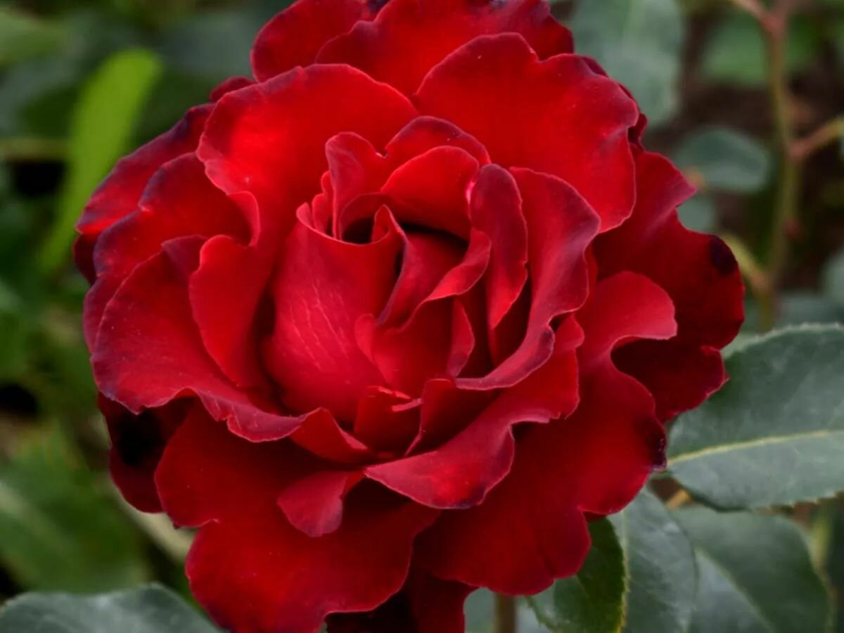 Роза чайно гибридная Омаж а Барбара  Hommage a Barbara    розы