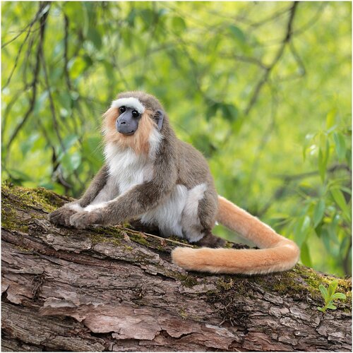 фото Реалистичная мягкая игрушка hansa creation обезьяна верветка, 26 см