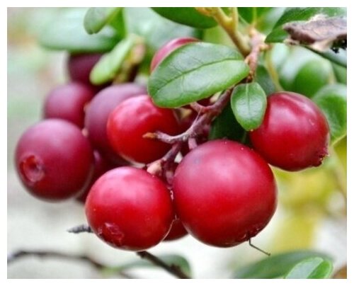 Брусника - Боровка (лат. Vaccinium vitis-idaea) семена 15шт + подарочек