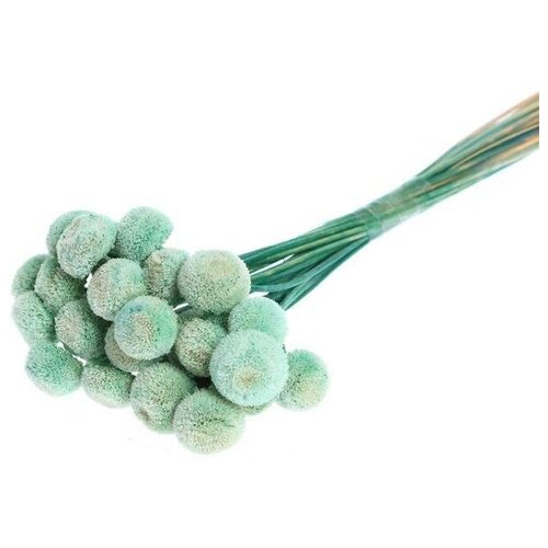 Сухоцвет «Батао» набор 20 шт., цвет голубой (1 шт.)