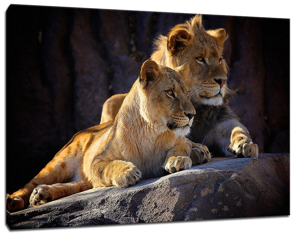 Картина Уютная стена "Лев и львица на камнях" 90х60 см