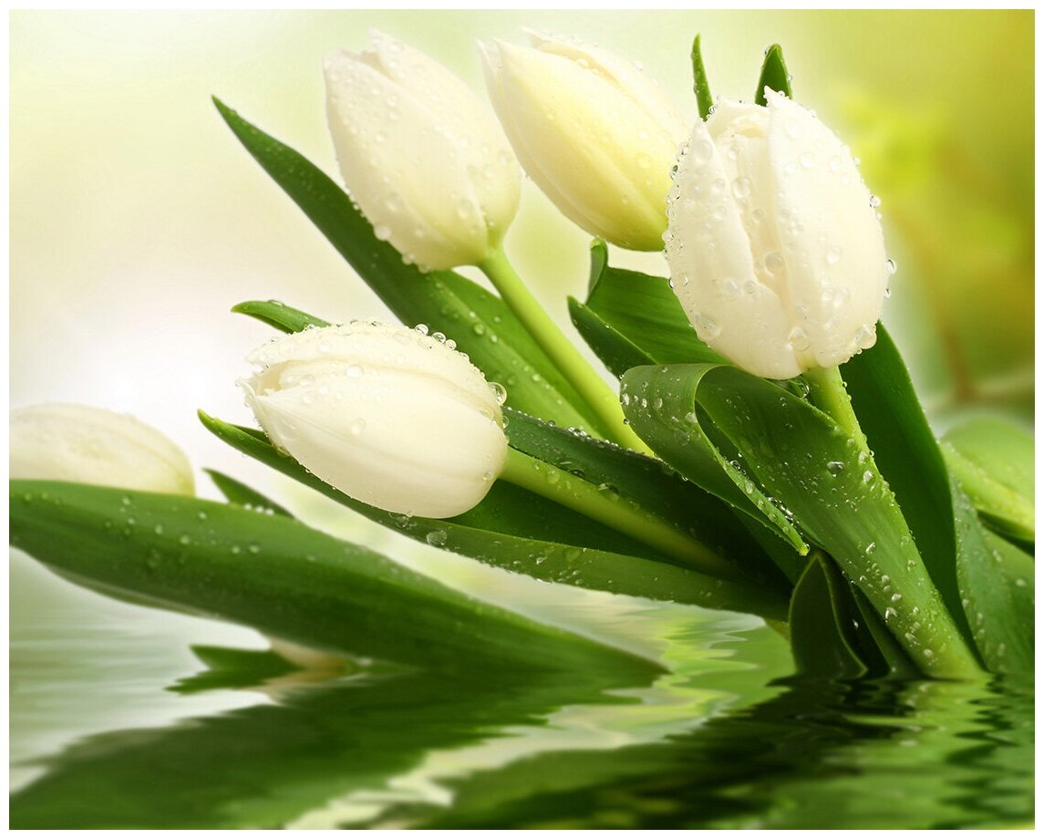 Флизелиновые фотообои Уютная стена "Белые тюльпаны в каплях росы" 340х270 см с текстурой Песок