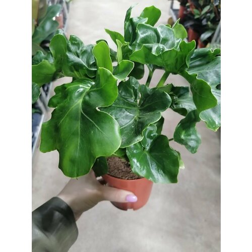 Комнатное растение филодендрон Атом