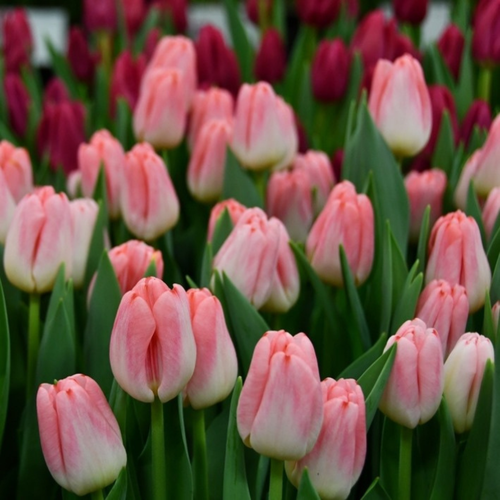 Тюльпан SUPERMODEL (5 луковиц)