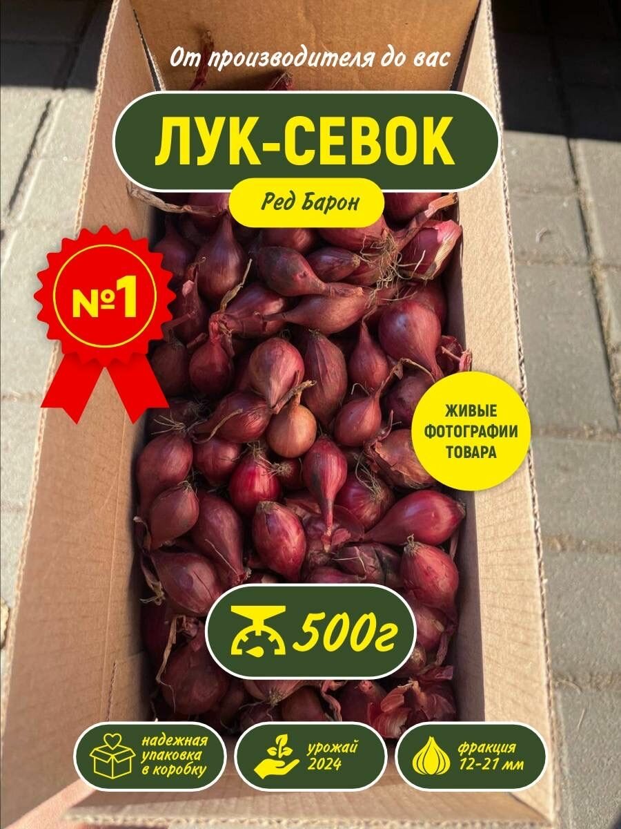 Лук севок на посадку весной Ред Барон 500гр