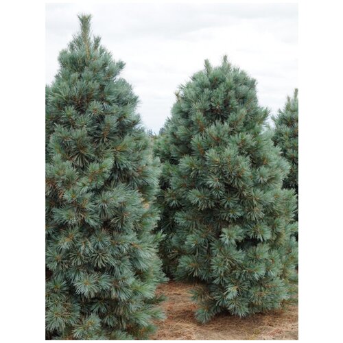 Семена Кедр корейский (Pinus koraiensis), 45 штук