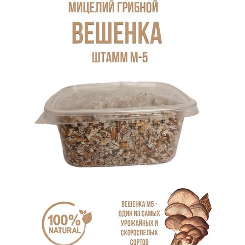 Мицелий вешенки зерновой