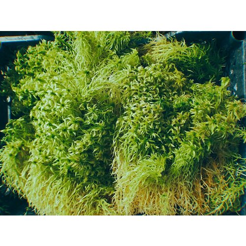 Мох сфагнум, Живой, Всегда свежий, 1кг.