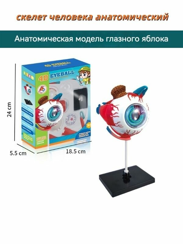 Скелет человека анатомический-Съемный набор моделей анатомии человека, материал ПВХ, может быть изготовлен своими руками