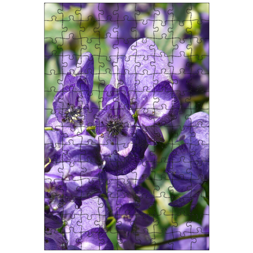 фото Магнитный пазл 27x18см."синяя железная шляпа, aconitum napellus, железная шляпа" на холодильник lotsprints