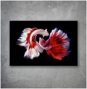 Картина на стекле рыбки сиам красные (горизонтальная) 60х40 см.