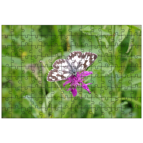фото Магнитный пазл 27x18см."бабочка, природа, шахматная доска" на холодильник lotsprints