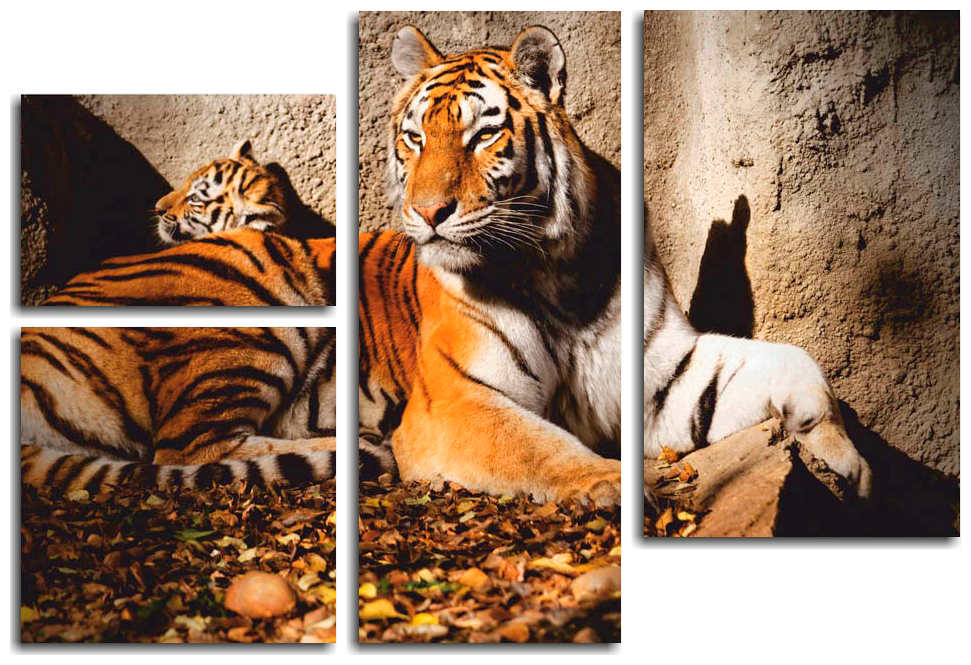 Модульная картина Семья тигров 142х90 см