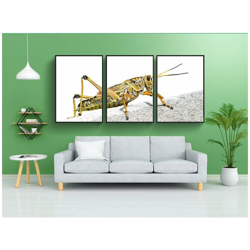 фото Набор модулных постеров для интерьера "короткое щупальце насекомое, кузнечик, romalea microptera" 60x90 см. в тубусе, без рамки lotsprints