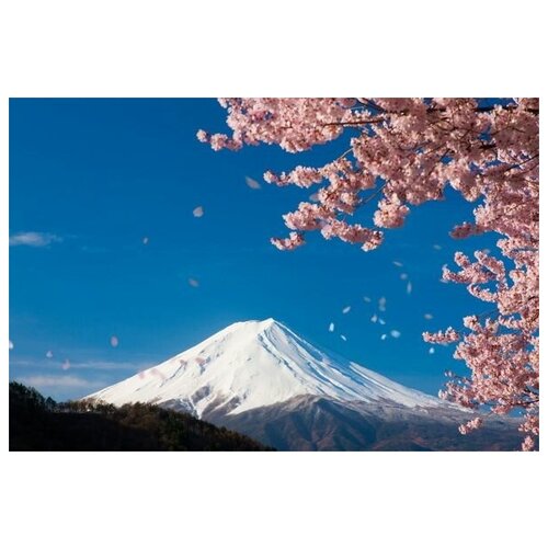 Постер на холсте Цветение сакуры в горах (Cherry blossoms in the mountains) 60см. x 40см.