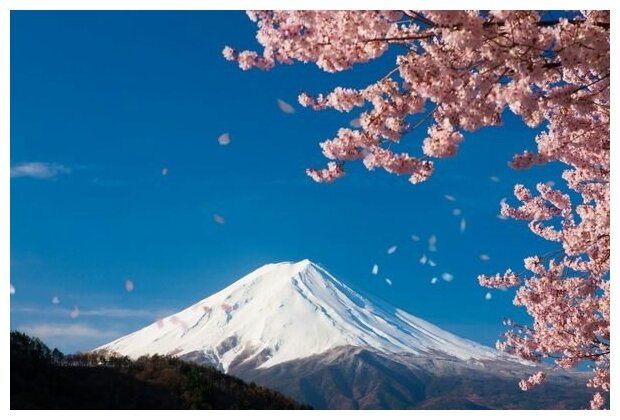Постер на холсте Цветение сакуры в горах (Cherry blossoms in the mountains) 60см. x 40см.