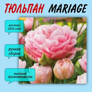 Луковицы тюльпана, сорт "Mariage", 5 шт