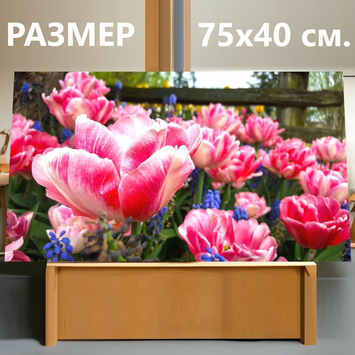 Картина на холсте "Розовые тюльпаны, белый, розовый" на подрамнике 75х40 см. для интерьера
