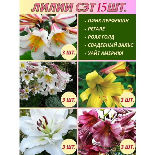 Лилии сэт, луковицы для посадки