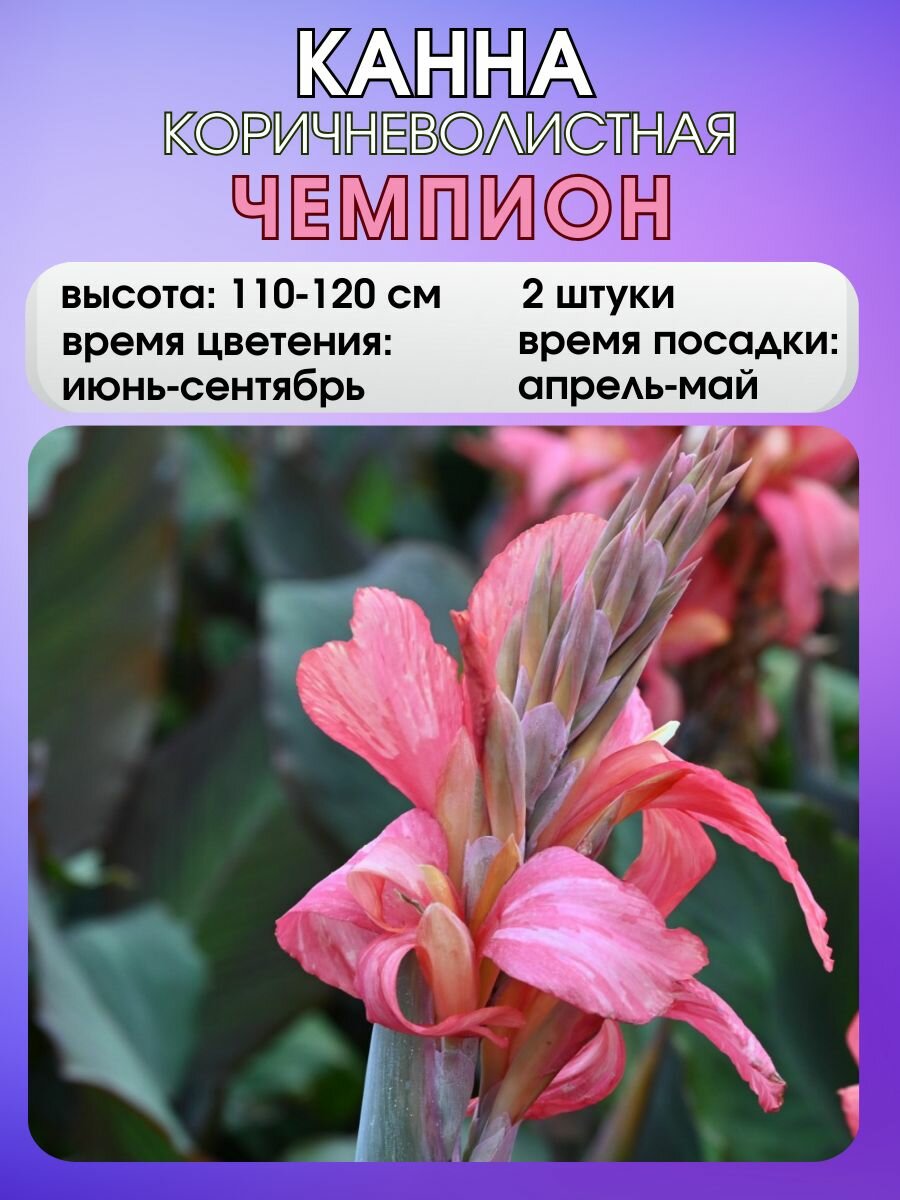 Канна корневище цветок