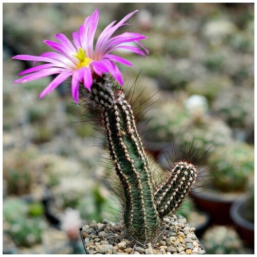 Семена Орешка Суккулент Кактус Echinocereus palmeri SB-184 10 шт.