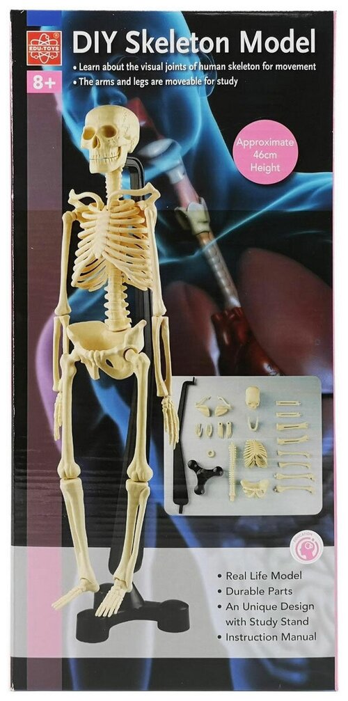 Сборная модель скелета