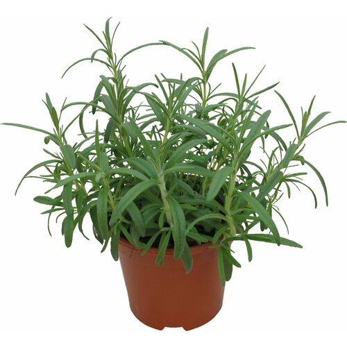 Растение Розмарин Агрохолдинг Московский D11 H20 469₽