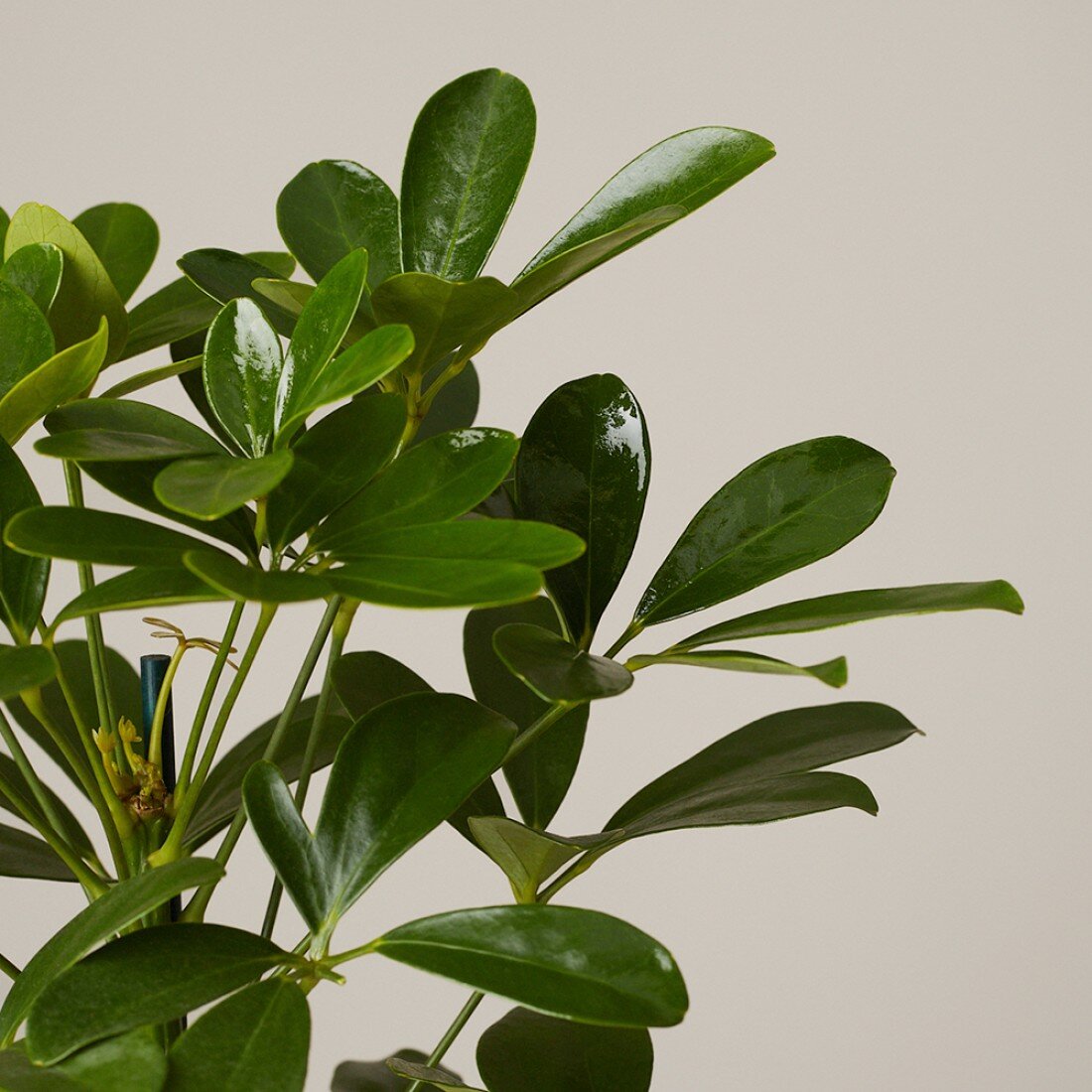 Шеффлера Нора d12 — фото 1