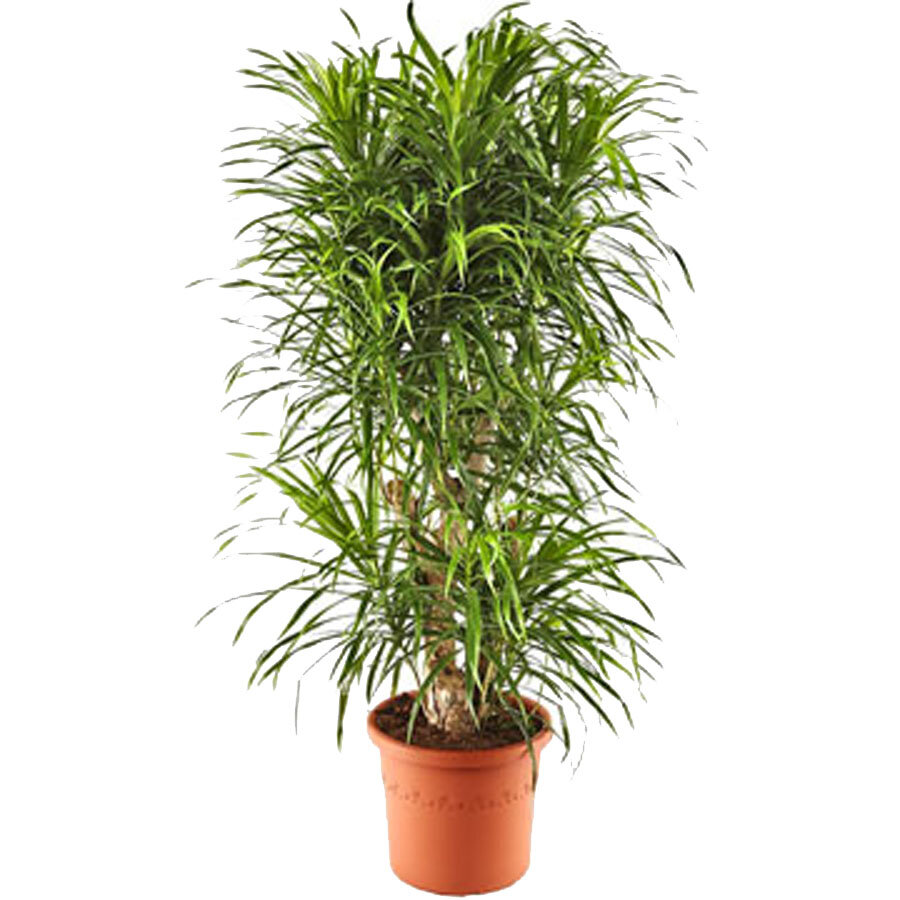 Драцена отогнутая Анита - Dracaena reflexa Anita D25 H100
