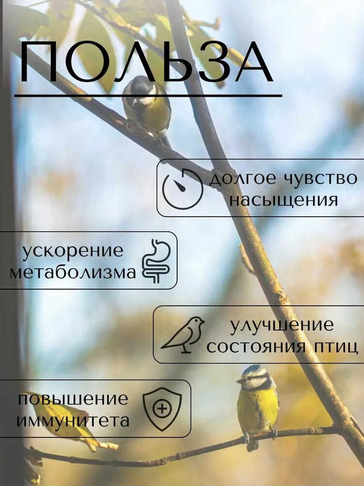 Овес фуражный. Корм для птиц, для скота. Кормовая добавка 3 кг. — фото 1