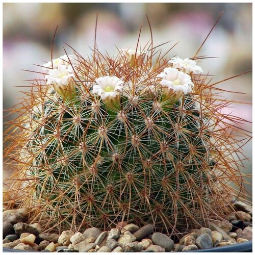 Семена Орешка Суккулент Кактус Mammillaria discolor v. longispina Rog-535 10 шт.