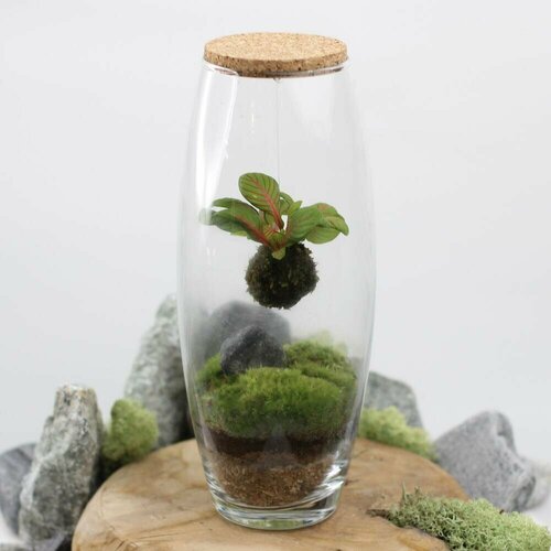 Флорариум/экосистема с зелёной фиттонией