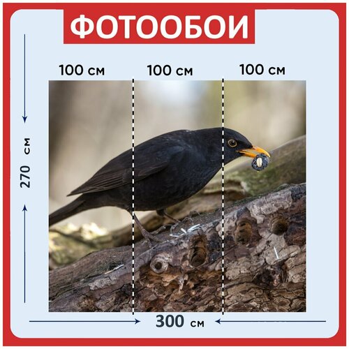 Фотообои Черный дрозд мужской певчая птица 300x270 см флизелиновыена стену 3970₽