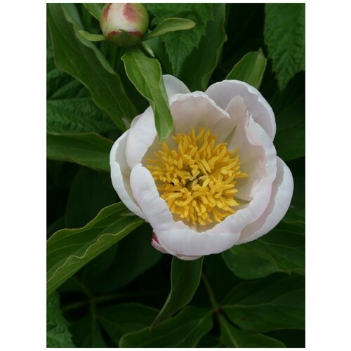 Семена Пион молочноцветковый (Paeonia lactiflora), 5 штук