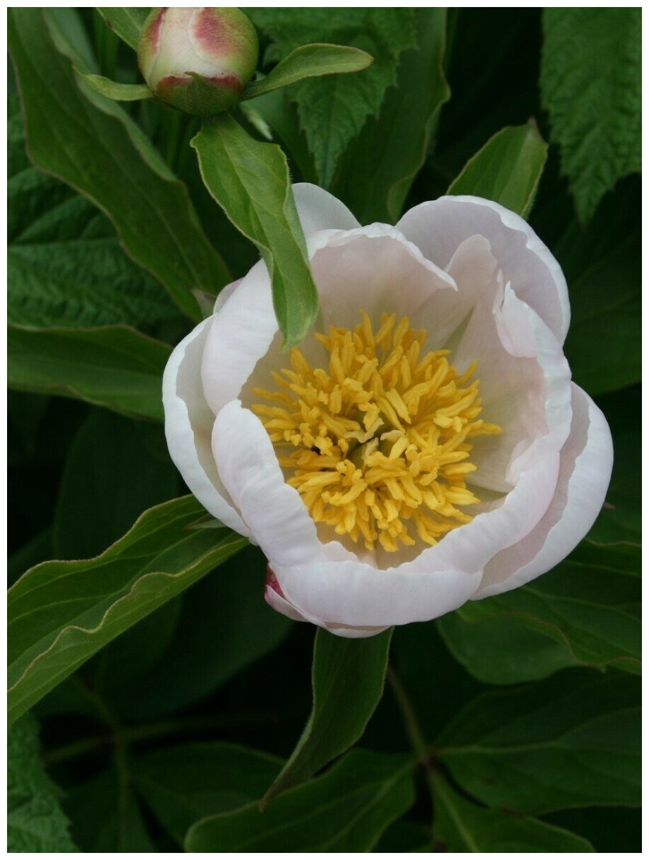 Семена Пион молочноцветковый микс цветов (Paeonia lactiflora) 5 штук