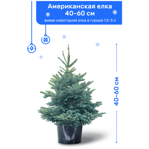 Ель Голубая (Американская), живая новогодняя елка в пластиковом горшке (1,5-3 л), 40-60 см