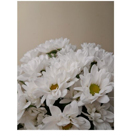 Букет Хризантема кустовая белая, 70 см Q11