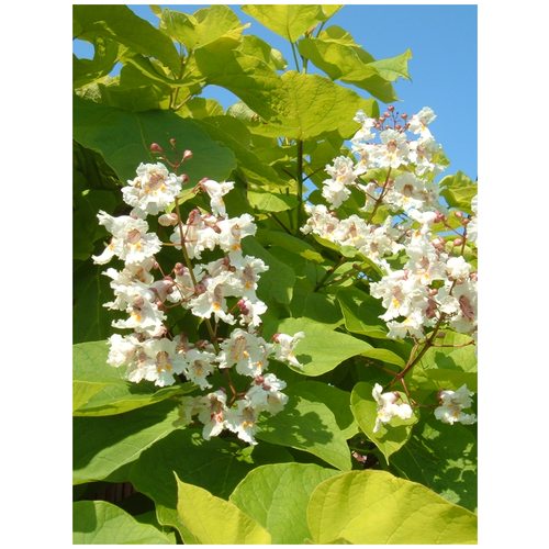 Семена Катальпа бигнониевидная (Catalpa bignonioides), 20 штук катальпа бигнониевидная нана на штамбе 90 см