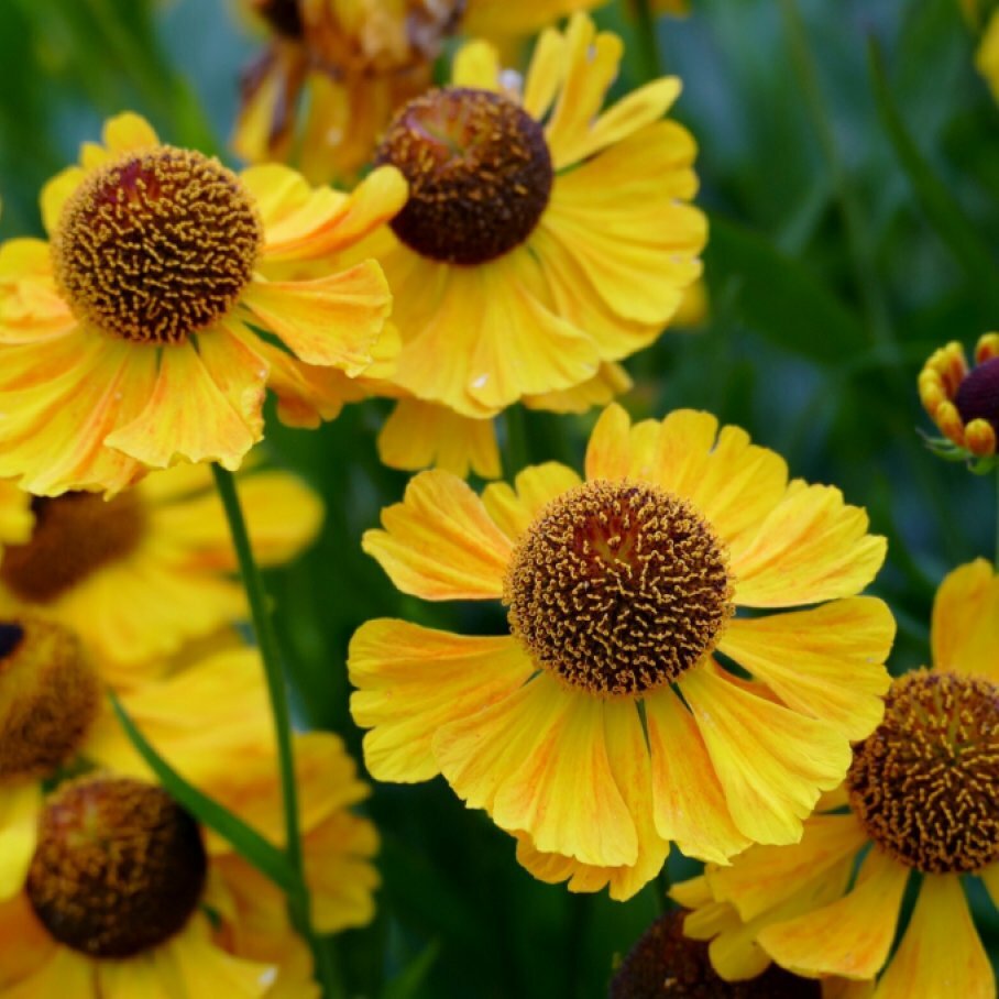 Как выглядит цветок гелениум Гелениум гибридный helenium hybride 'poncho' - купить по низкой цене на Яндекс М