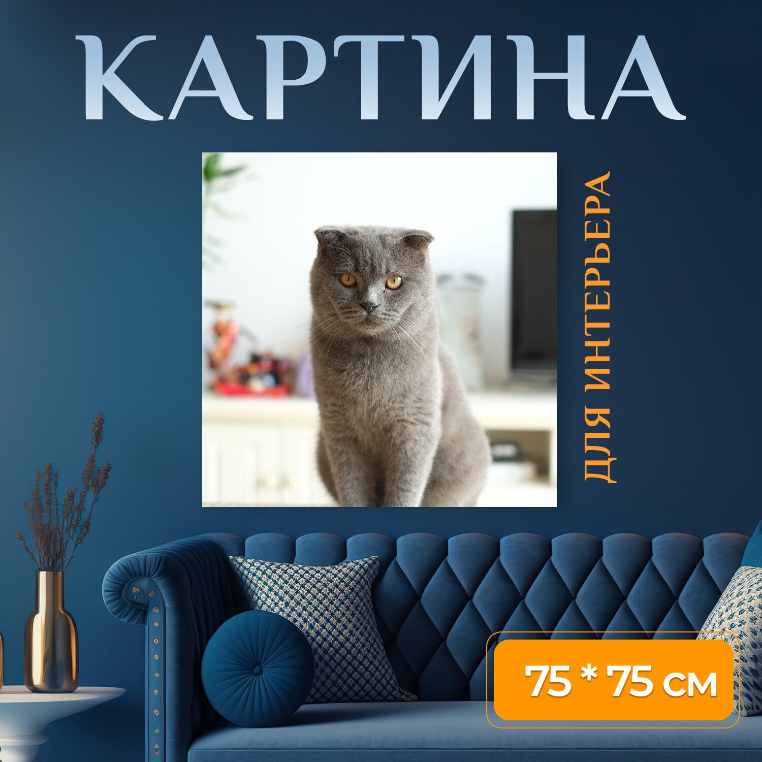 Картина на холсте "Кошка, британский шорт, британская короткошерстная кошка" на подрамнике 75х75 см. для интерьера