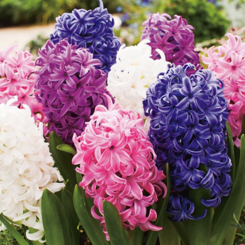 Гиацинты MIX (10 луковиц)