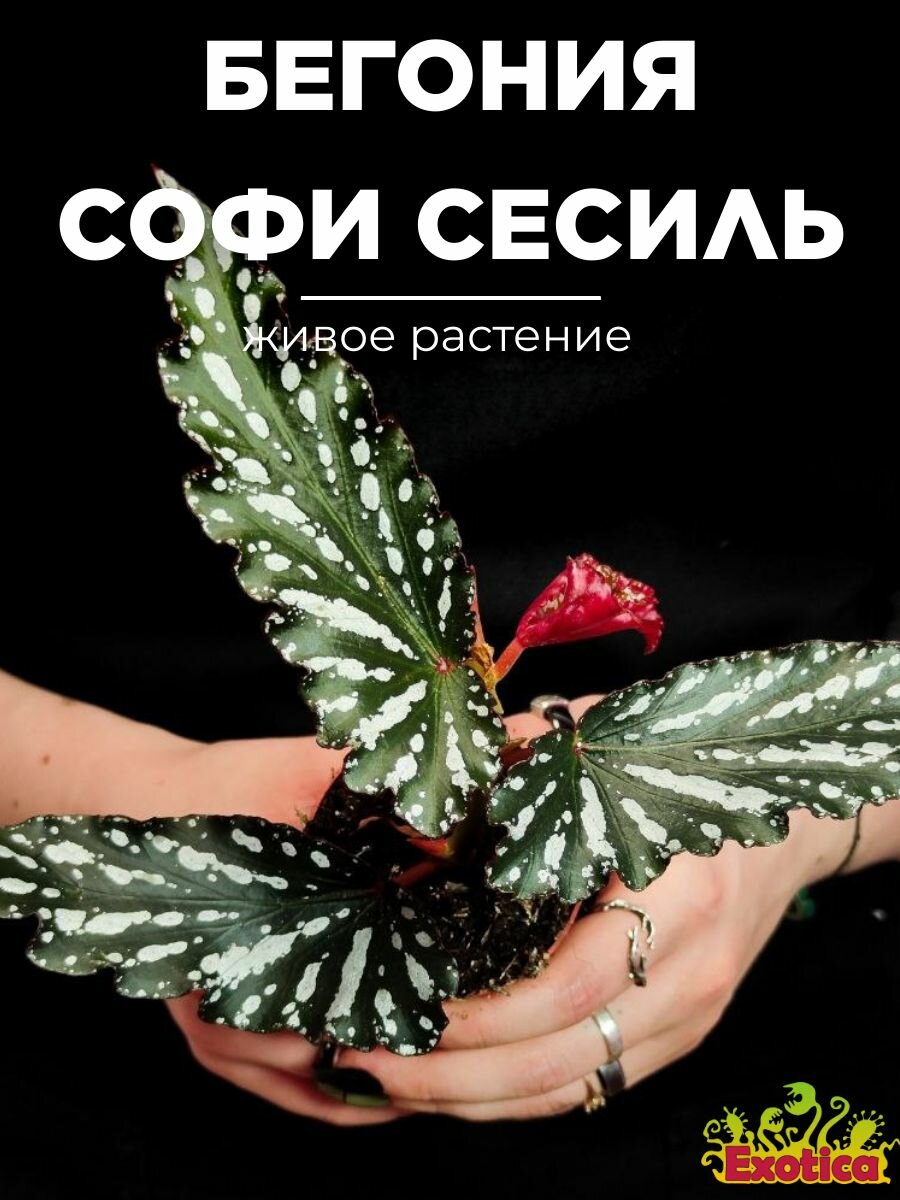 Бегония Софи Сесиль (Begonia Sophie Cecile) D6см домашнее растение